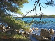 Molat - Baia Jaz, dalla pineta